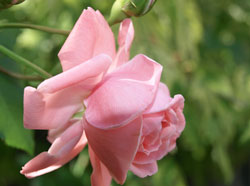 Photograph of a light pink rose contrasted against a green background, photo taken by Danielle MacDonald