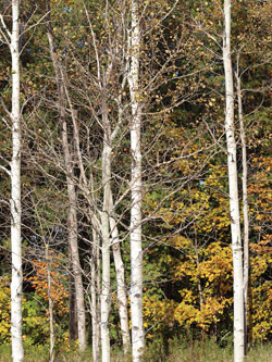 Photograph of birch treesS