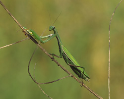 Photograph of a praying mantis